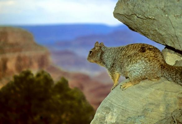 Squirrel with a View, Grand Canyon von Jonathan Cohen