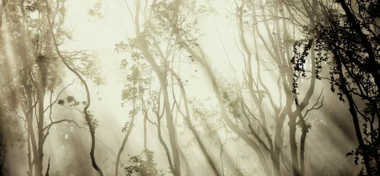 Fog von Jorge Feteira