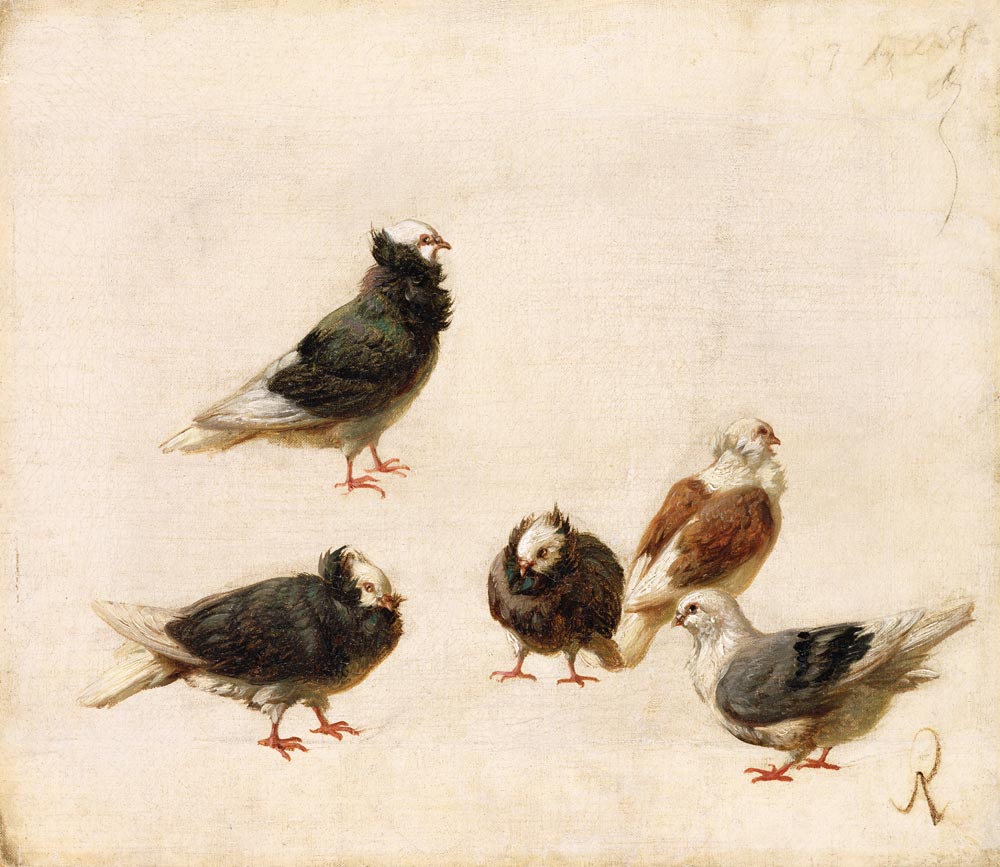 Pigeons von Jose Ruiz Blasco