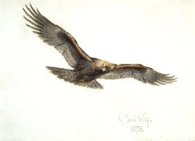 Eagle in flight 1873  on