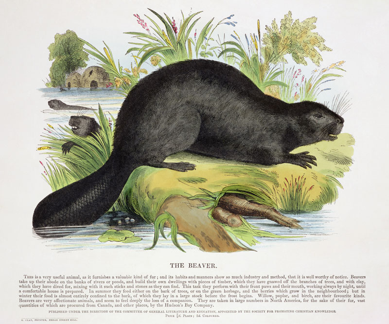 The Beaver, educational illustration pub. by the Society for Promoting Christian Knowledge, 1843 (aq von Josiah Wood Whymper