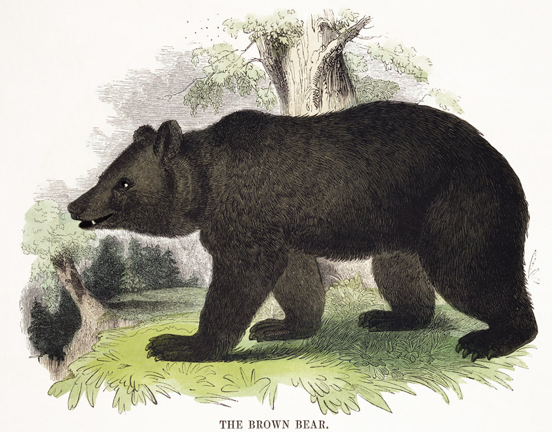 The Brown Bear, educational illustration pub. by the Society for Promoting Christian Knowledge, 1843 von Josiah Wood Whymper