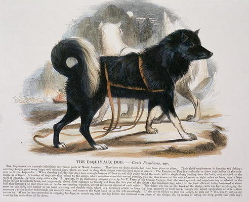 The Esquimaux Dog (Canis familiaris) educational illustration pub. by the Society for Promoting Chri von Josiah Wood Whymper
