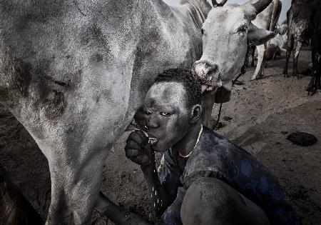 Die Kuh akzeptiert,dass das Mundari-Kind die Milch aus ihren Eutern trinkt.