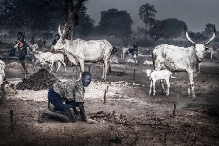 Eine Szene in einem Mundari-Rinderlager-I – Südsudan