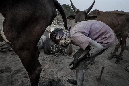 Kind des Mundari-Stammes reinigt seinen Kopf mit Kuhurin – Südsudan