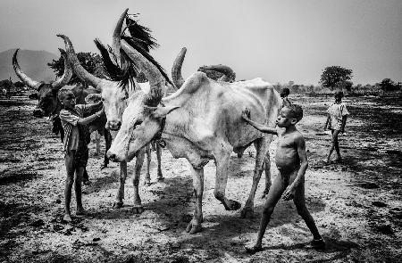 Kinder des Mundari-Stammes kümmern sich um das Vieh – Südsudan