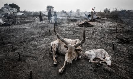 Leben in einem Mundari-Rinderlager-VIII – Südsudan