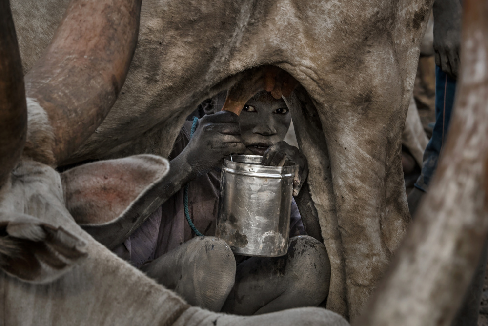 Mundari-Kind melkt eine Kuh-I - Südsudan von Joxe Inazio Kuesta Garmendia