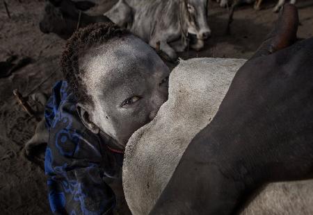 Mundari-Kind stimuliert eine Kuh sexuell,um mehr Milch zu geben – Südsudan