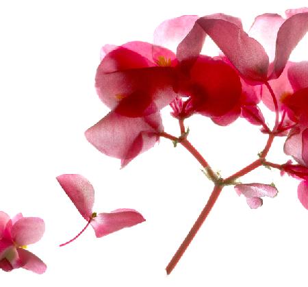 Begonia Pink VII 2014