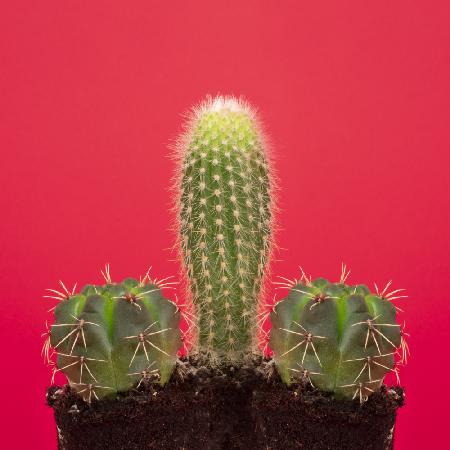 Pene-Kaktus