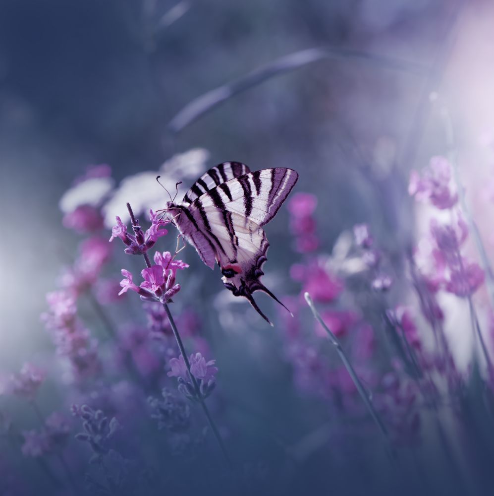 Lavendel Königin ... von Juliana Nan