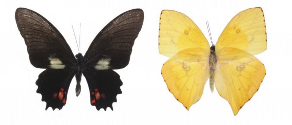 Colorful butterflies von Julián Rovagnati