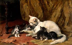 Katze mit vier Jungen auf einem alten Teppich.