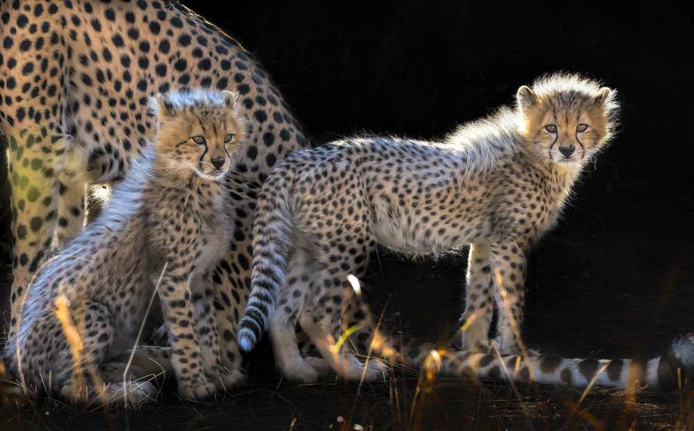 Baby Cheetahs von Jun Zuo