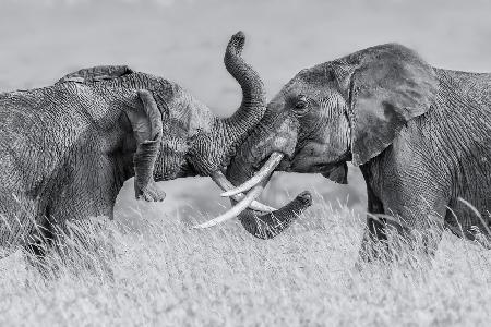 Elefant „Tai Chi“