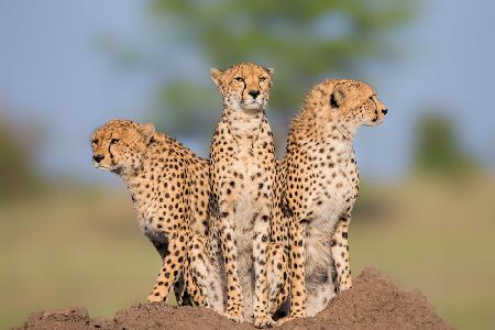 Gepard Malaika und ihre beiden Jungs