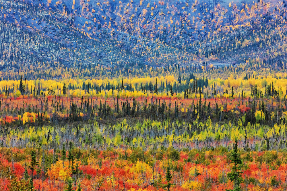 Herbstfarbe im Berg von Jun Zuo