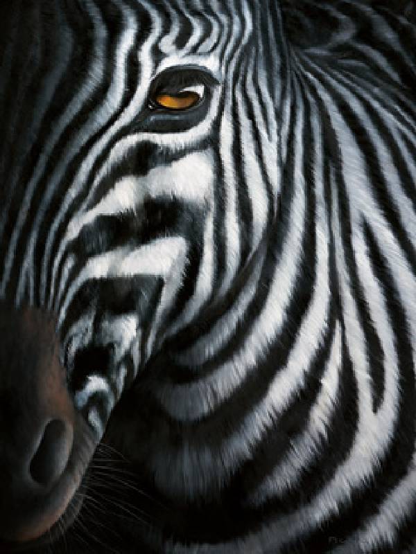 Zebra I von Jutta Plath