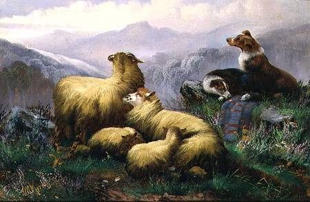 Sheep Dogs and Sheep in the Scottish Highlands von J.W. Morris