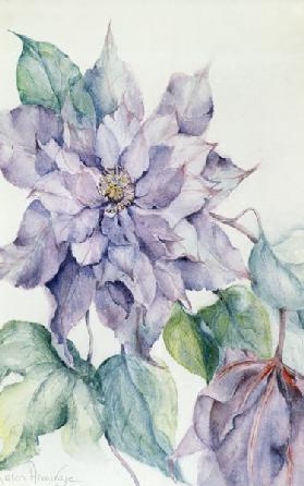 Clematis, Lord Neville 