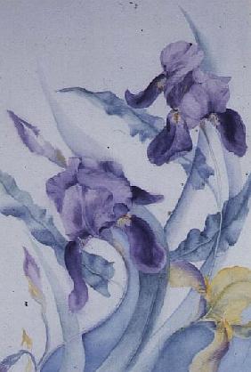 Iris, blue Mare 