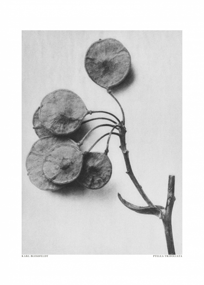 Ptelea trifoliata von Karl Blossfeldt