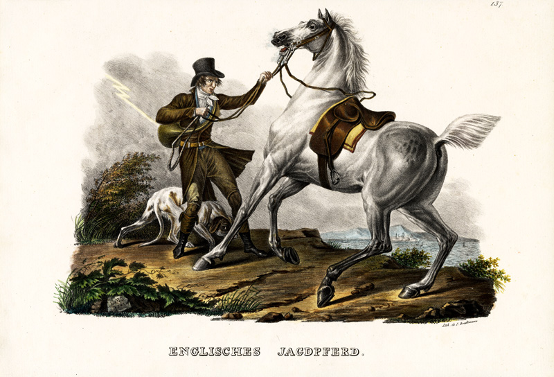 English Hunter Horse von Karl Joseph Brodtmann