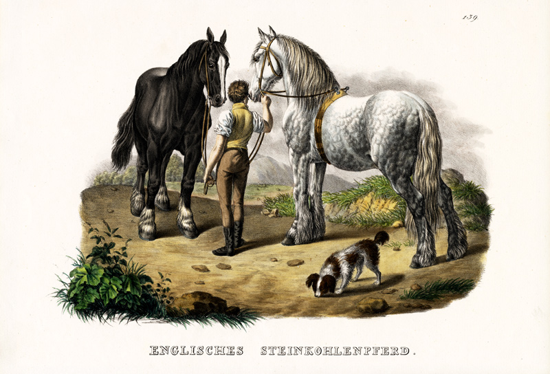 English Pit Horse von Karl Joseph Brodtmann