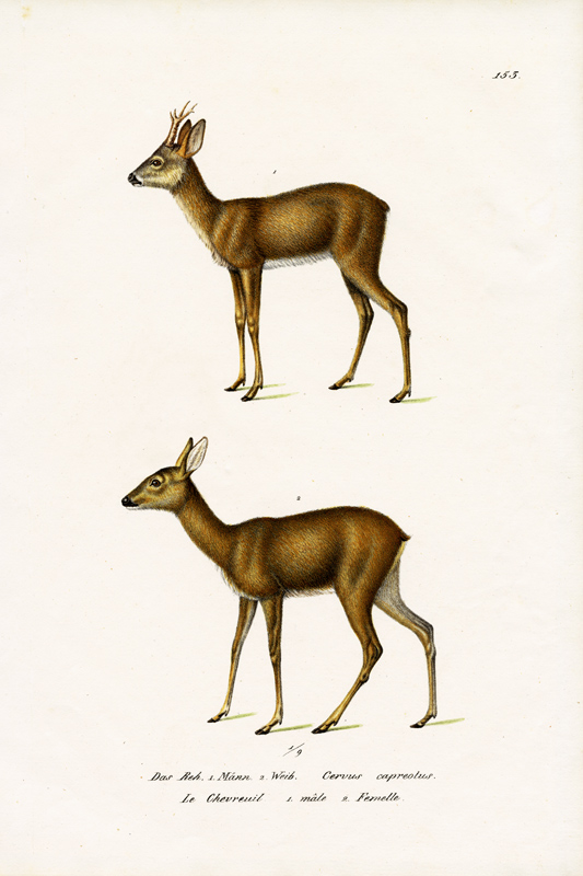 Roe Deer von Karl Joseph Brodtmann