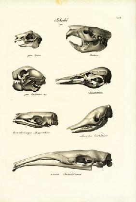 Animal Skulls 1824