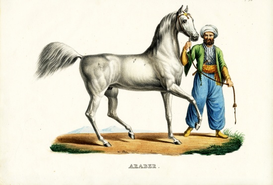 Arab Horse von Karl Joseph Brodtmann