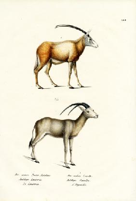 Arabian Oryx 1824