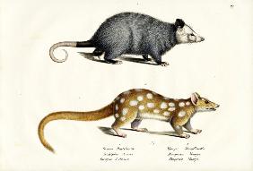 Azara?S Opossum 1824