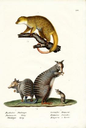 Banded Wallaby 1824