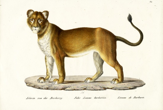 Barbary Lioness von Karl Joseph Brodtmann