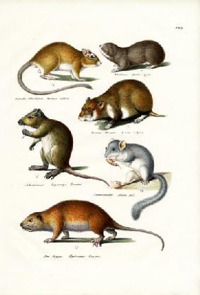 Blindmole 1824