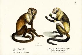 Capuchin Monkey 1824