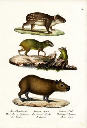 Capybara 1824
