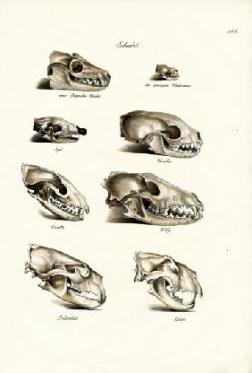 Carnivores Skulls 1824