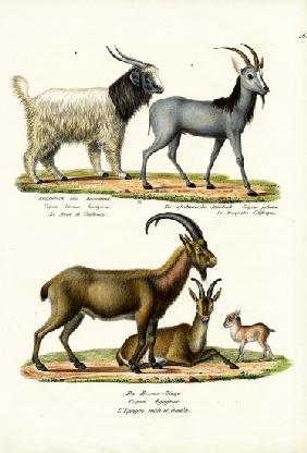 Cashmere Goat 1824