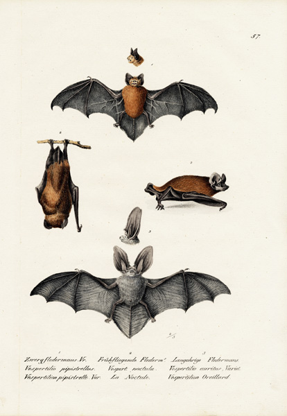 Common Pipistrelle von Karl Joseph Brodtmann