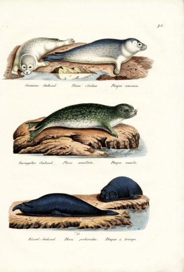 Common Seal von Karl Joseph Brodtmann