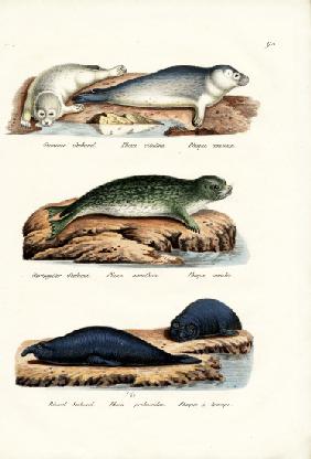 Common Seal 1824