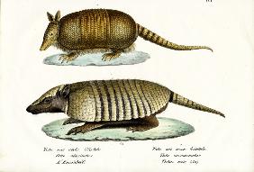Different Kinds Of Armadillos 1824