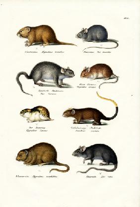 Different Kinds Of Mice 1824