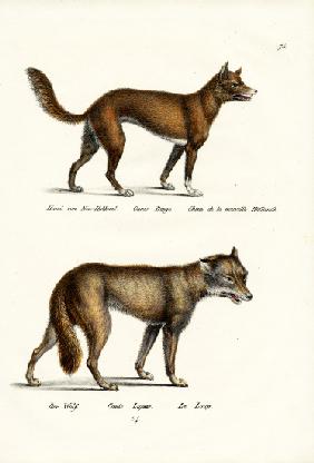 Dingo 1824
