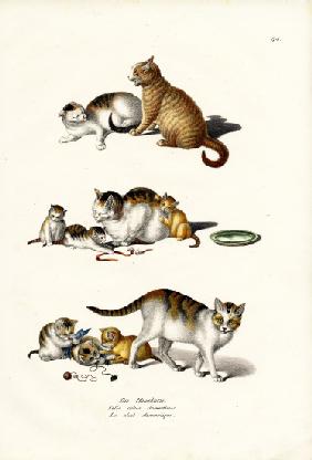 Domestic Cats 1824