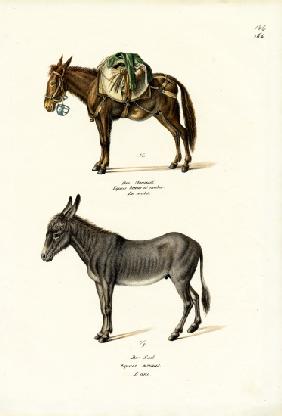 Donkey 1824